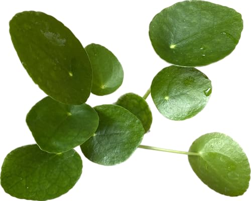 Chinese Money Plant Live - Pilea peperomioides Live Plant | 4-Inch & 6-inch Pot C103