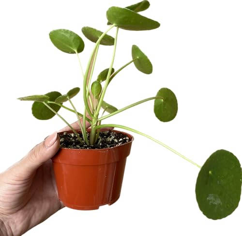 Chinese Money Plant Live - Pilea peperomioides Live Plant | 4-Inch & 6-inch Pot C103