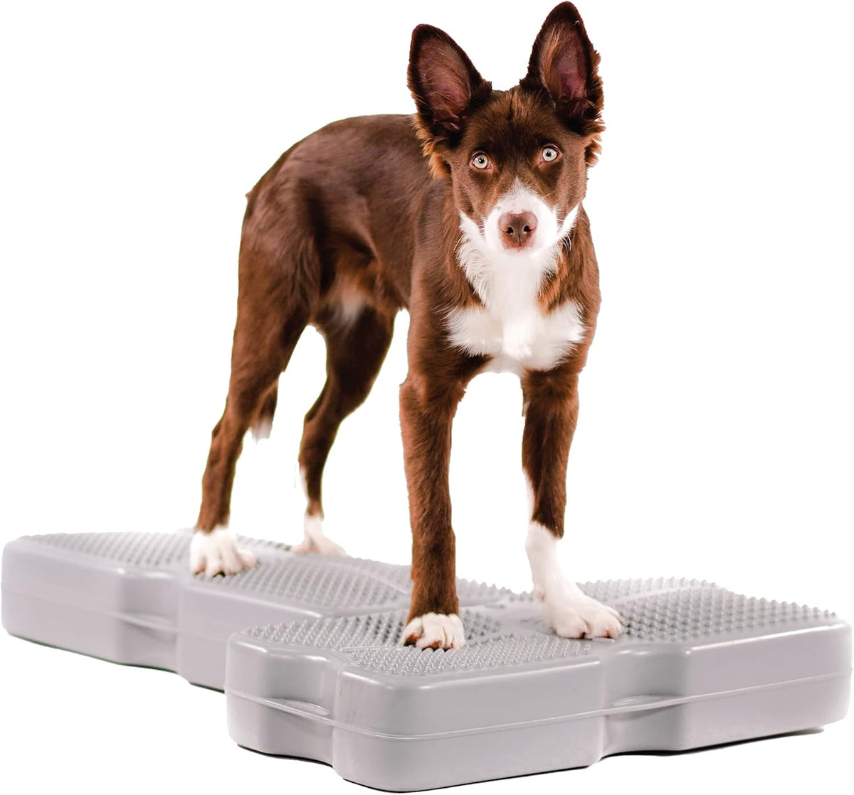 Gray 2-Pack Canine Conditioning Equipment S936