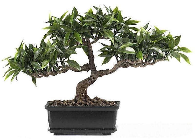 Silk Plant Collection (Set of 3) T495