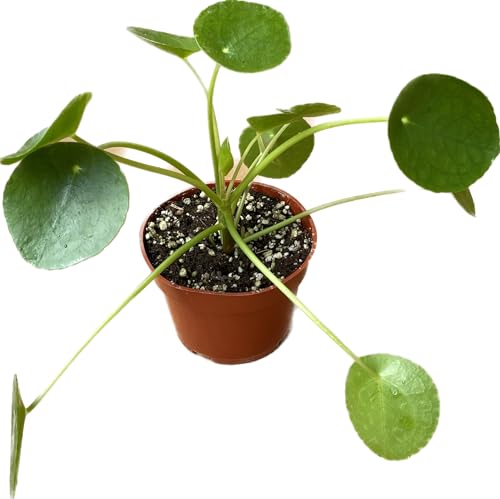 Chinese Money Plant Live - Pilea peperomioides Live Plant | 4-Inch & 6-inch Pot C103