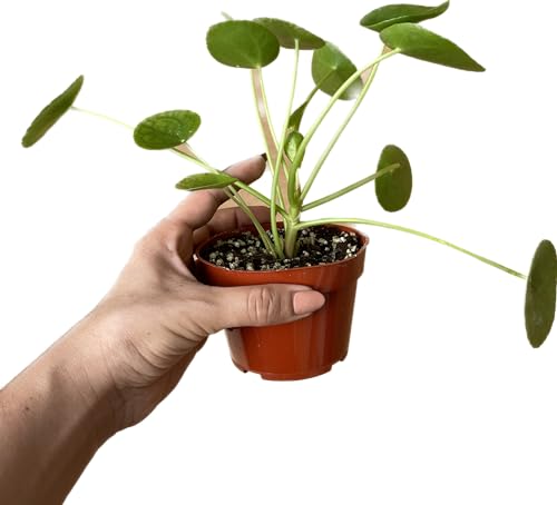 Chinese Money Plant Live - Pilea peperomioides Live Plant | 4-Inch & 6-inch Pot C103