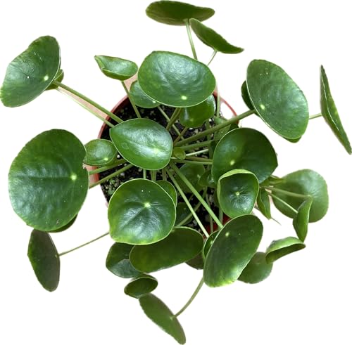 Chinese Money Plant Live - Pilea peperomioides Live Plant | 4-Inch & 6-inch Pot C103