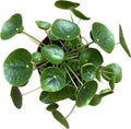 Chinese Money Plant Live - Pilea peperomioides Live Plant | 4-Inch & 6-inch Pot C103