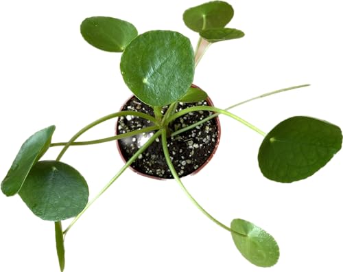 Chinese Money Plant Live - Pilea peperomioides Live Plant | 4-Inch & 6-inch Pot C103