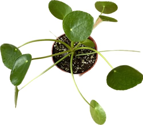 Chinese Money Plant Live - Pilea peperomioides Live Plant | 4-Inch & 6-inch Pot C103