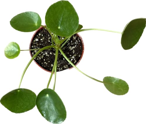 Chinese Money Plant Live - Pilea peperomioides Live Plant | 4-Inch & 6-inch Pot C103